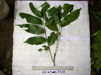 Guioa comesperma image