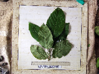 Macaranga punctata image