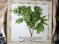 Tristiropsis acutangula image