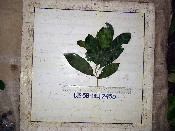 Chionanthus ramiflorus image