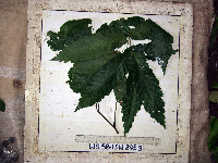 Guioa comesperma image