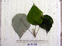 Thumbnail image of current specimen