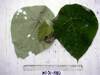 Thumbnail image of current specimen