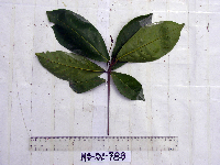 Terminalia complanata image