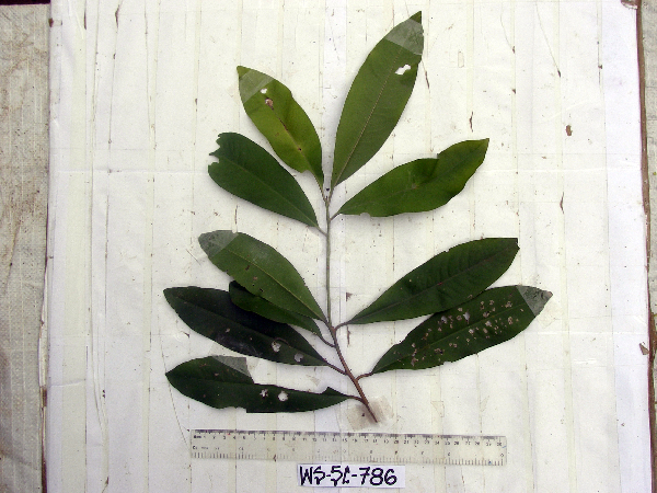Ardisia image