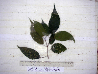 Thumbnail image of current specimen