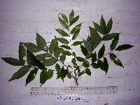 Dracontomelon dao image