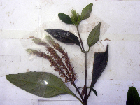 Lepidagathis royenii image