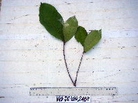 Terminalia complanata image