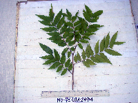 Tristiropsis acutangula image