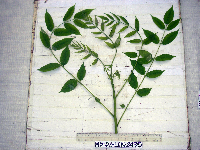 Garuga floribunda image