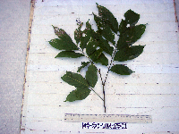 Guioa comesperma image