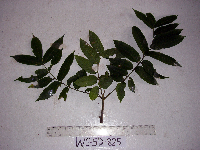 Dracontomelon dao image