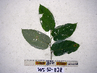 Image Associated With the Occurence