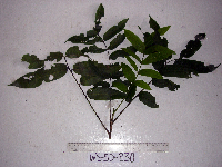 Dracontomelon dao image