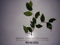 Prunus schlechteri image