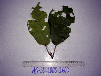 thumbnail image of current specimen