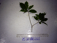 Tabernaemontana pandacaqui image