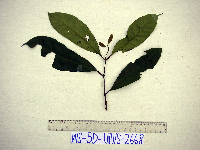 Gnetum latifolium image