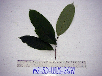 Goniothalamus aruensis image