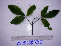 Melicope elleryana image