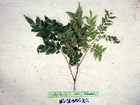 Tristiropsis acutangula image