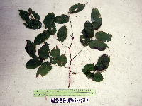 Pterocarpus indicus image