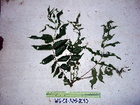 Garuga floribunda image