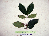Terminalia complanata image
