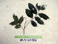 Prasoxylon alliaceum image