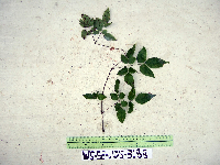 Petraeovitex multiflora image
