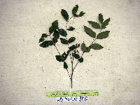 Haplolobus floribundus image