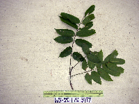 Dracontomelon dao image