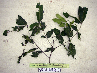 Chisocheton ceramicus image