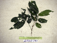 Prasoxylon alliaceum image