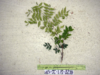 Tristiropsis acutangula image