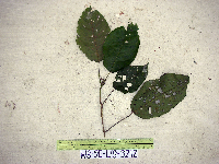 Macaranga punctata image