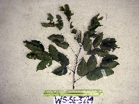 Pterocarpus indicus image