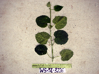 Tylophora velutina image