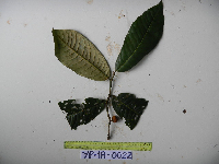 Image of Myristica subalulata