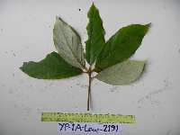 Neolitsea pubescens image