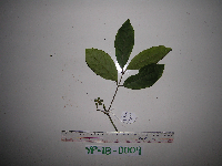 Kibara coriacea image