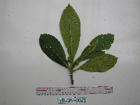 Saurauia conferta image