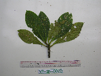 Saurauia conferta image