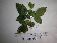 Image of Melicope denhamii
