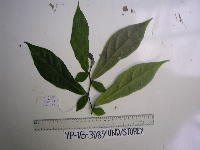 Lycianthes impar image