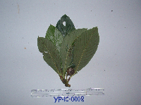 Saurauia conferta image