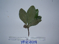 Saurauia conferta image