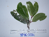 Syzygium versteegii image