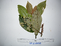 Myristica subalulata image